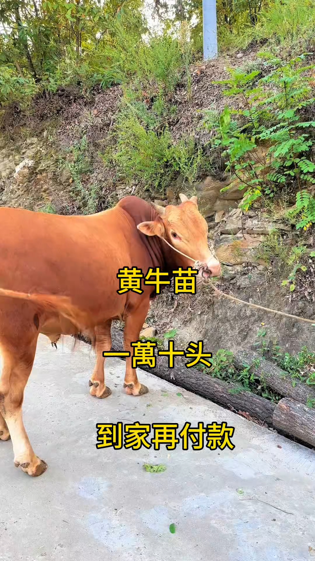 嵊州最新黄牛代办方法分析(最方便真实的嵊州黄牛代办网约车证方法)